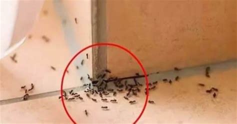 家裡突然出現很多螞蟻